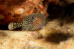 White spotted box fish. by Stuart Ganz 